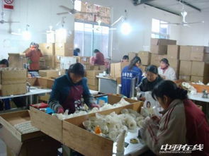 波尔羽球工厂探秘 从选材到振球，揭秘专业羽毛球生产全流程